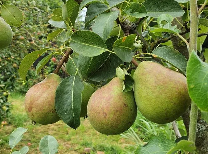 Gartenhaus Schlanstedt Nyaraló